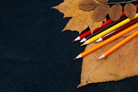 dry autumn yellow leaves, colored carnations on a black background place copy flat lay top view paint autumn colors autumnの写真素材