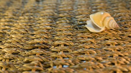 shell on the basket sunshine evening