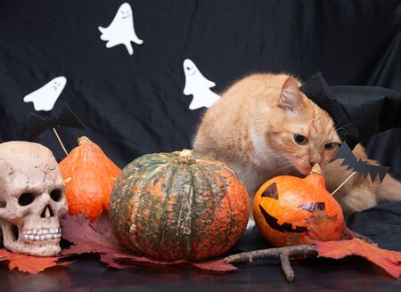 red cat in a black hat with halloween pumpkins and a skull on a dark background front view ghost on a background white black orange pumpkin auturm leaves on a floorの写真素材