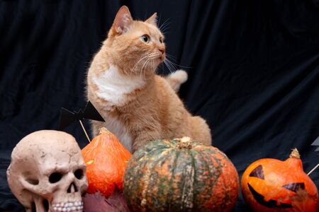 red cat  with halloween pumpkins and a skull on a black background paper bats and auturm leaves