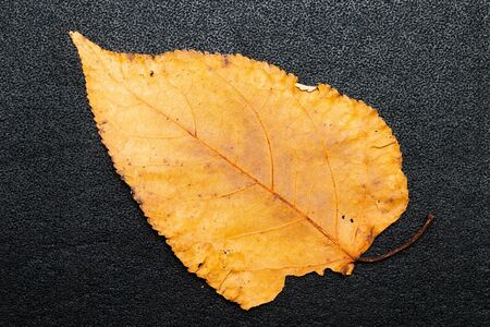 leaf on a black background isolation top view orange brown yellowの写真素材