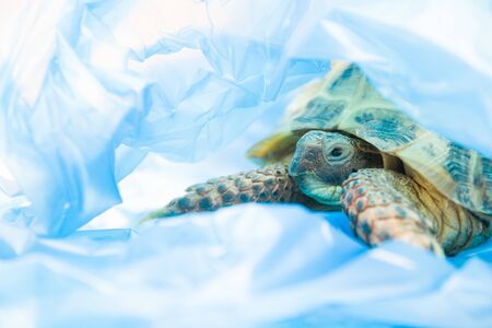 turtle in a blue plastic bag, pollution of the planet concept, animal death from plastic, environmental protection conceptの写真素材