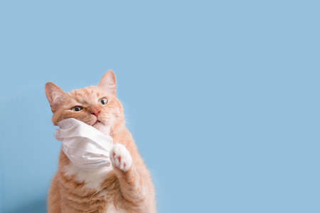 cute red cat removes paw white children's medical protective mask on a blue background copy space,...