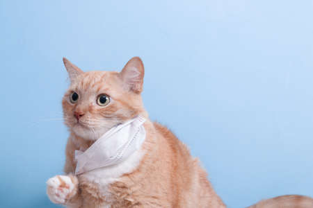cute scared ginger cat in white children's medical protective mask on a blue background copy space, protection against viruses and bacteria concept, veterinary medicine and treatment of petsの写真素材