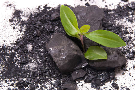 sprout of a plant makes its way through coal, white background, new life concept, start all over again after failure, black coal and plant on a white backgroundの写真素材