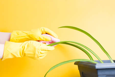 female hands in rubber yellow gloves wipe the dust from the long green leaves of a houseplant in a flower pot, yellow background, copy spaceの写真素材