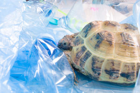 land Central Asian tortoise in a pile of plastic waste, environmental pollution concept, harmful plastic for animals, zero waste and an eco friendly lifestyleの写真素材