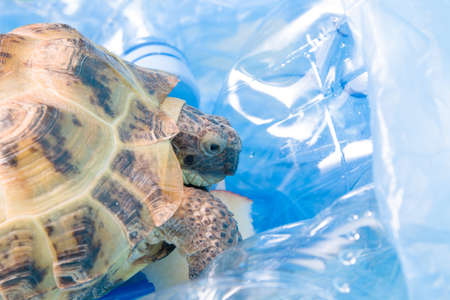 land Central Asian tortoise in a pile of plastic waste, environmental pollution concept, harmful plastic for animals, zero waste and an eco friendly lifestyleの写真素材