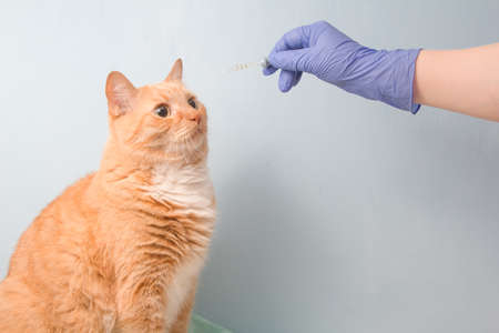 cute red cat and hand in sney rubber disposable glove on a blue background, a pipette with medicine in the vet's hand for treating a cat, drops for the ears and eyes of a petの写真素材