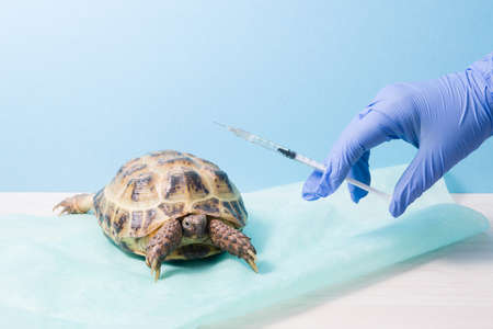 a hand in a blue rubber disposable glove holds an insulin injection syringe, an injection for a...