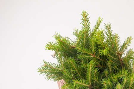 fresh tree branches in a wicker basket on a white background