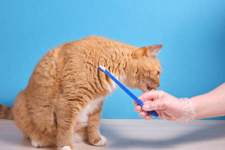 red fluffy cat licks a female hand in a rubber glove holding a toothbrush for cleaning pet teeth, blue backgroundの写真素材