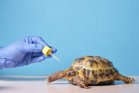 veterinarian dripping gives drops to land turtle on blue background, veterinary examination of...