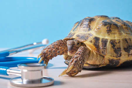 stethoscope and Central Asian land turtle on the table blue background, veterinary examination of a turtle, blue backgroundの写真素材