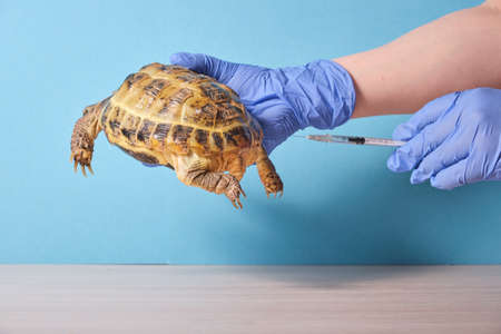 Veterinarian injecting Central Asian land turtle on blue backgroundの写真素材