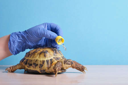 veterinarian dripping eye drops to a land turtle on a blue background, veterinary examination of reptiles, herpitologist doctor treating a turtle conjunctivitisの写真素材