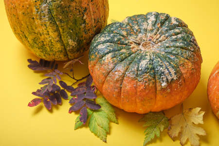 pumpkin with a rough skin on a yellow background