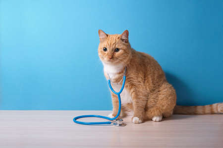 cute ginger cat with stethoscope on blue background, vet day concept