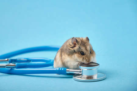 Cute hamster eating stethoscope on blue backgroundの写真素材