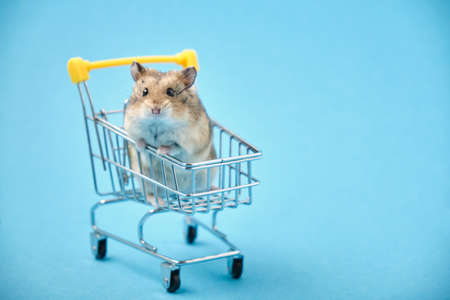 Fluffy djungarian hamster sitting in a small shopping trolley on blue backgroundの写真素材