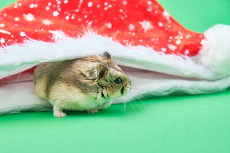 hamster and christmas hat on green backgroundの写真素材