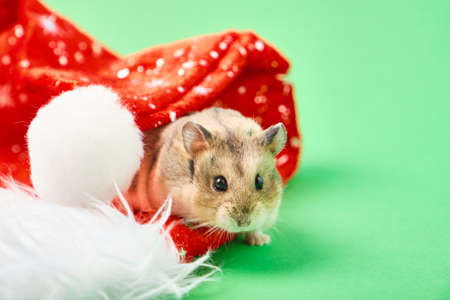 hamster and christmas hat on green backgroundの写真素材