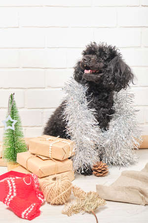 The small puppy of a poodle with New Year's gifts against a white brick wall backgroundの写真素材
