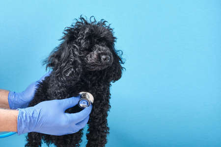 black fluffy toy poodle at the veterinarian's appointment, blue background copy space, doctor's hand with a stethoscope testing the dogの写真素材