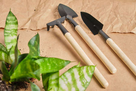 sansevieria and floriculture tools abor shovel, rake, scoop, metal tool with wooden handle on kraft paper backgroundの写真素材
