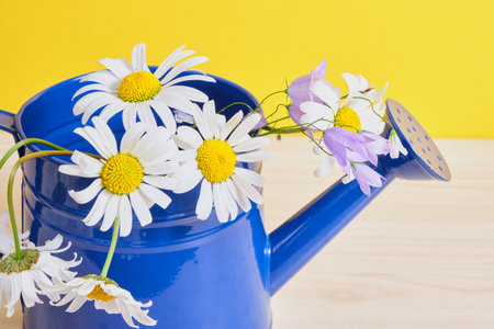 Watering can with camomiles. Watering can with camomiles flowers daisies in a blue watering can on a wooden table, yellow backgroundの写真素材