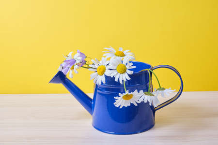Watering can with camomiles. Watering can with camomiles flowers daisies in a blue watering can on a wooden table, yellow backgroundの写真素材