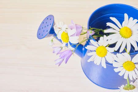 chamomile in a dark blue watering can on a wooden table top view copy spaceの写真素材