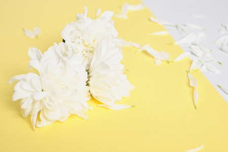 white chrysanthemum on gray and yellow background, colors of the year 2021 copy space, spring mood conceptの写真素材