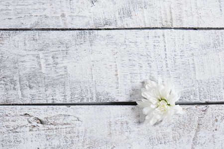 white chrysanthemum on a gray wooden background, aged boards, copy space top viewの写真素材