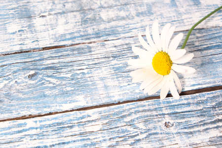 Beautiful, bright flowers lying on a blue, wooden table. View from aboveの写真素材
