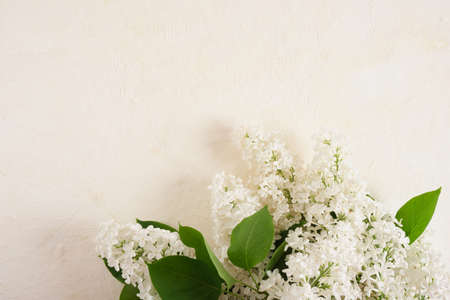 branch of white lilac on a light textured background copy space