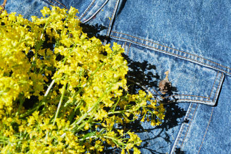 yellow wildflowers in denim jacket pocket copy space summer moodの写真素材