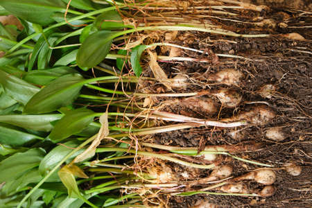 transplanting a houseplant Drimiopsis, a flower requiring transplantation into a new soil and a...