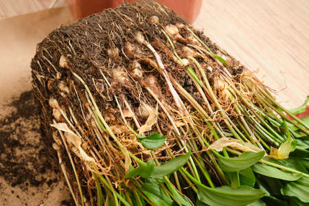 transplanting a houseplant Drimiopsis, a flower requiring transplantation into a new soil and a...