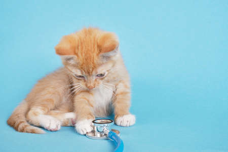 Cute red kitten is playng with stethoscope on blue background copy spaceの写真素材