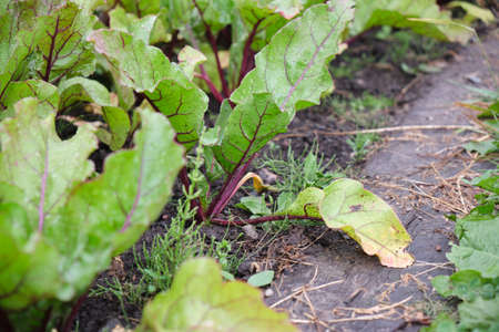beets in the garden, fresh beets growing in the ground, gardening concept, natural products from...