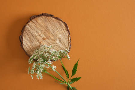 wild flower and podium made of wood on brown background, mock up background for your product natural cosmetic conceptの写真素材