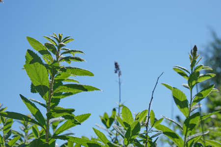 clear blue sky and green bush branches, natural background copy space