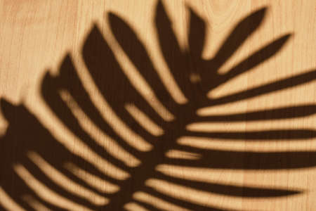 shadow of a palm tree branch on a wooden surface, texture background mockup for presentation of your...