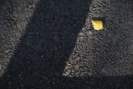Fallen dried brown leaf scattered on a tarmac road. close upの写真素材