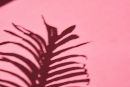 dark shadow of a palm tree branch on a pink surface, texture background mockup for presentation of your productの写真素材