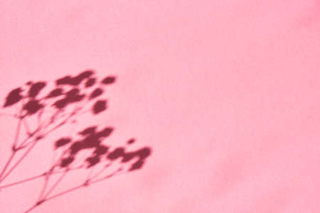 hard grass shadow on a pink background copy space mock upの写真素材