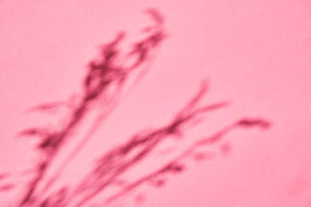 hard grass shadow on a pink background copy space mock upの写真素材
