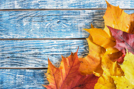 maple autumn leaves on wooden background. Empty wooden board background. Botanical rustic. Fall...