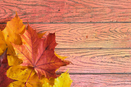 maple autumn leaves on wooden background. Empty wooden board background. Botanical rustic. Fall nature tree leaves.の写真素材